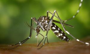 El cicle biològic dels mosquits tigre és molt curt, de 15 dies
